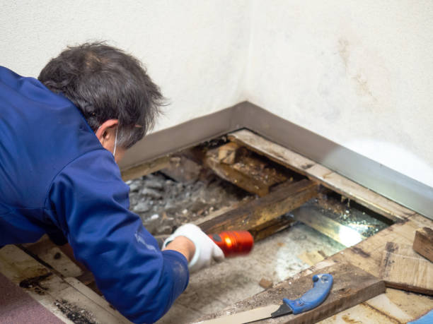 Best Mold Remediation for Specific Building Types in Kekoskee, WI