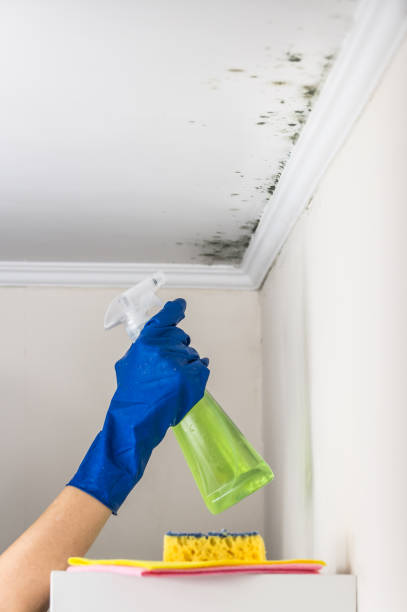 Best Insurance-Related Mold Remediation in Kekoskee, WI