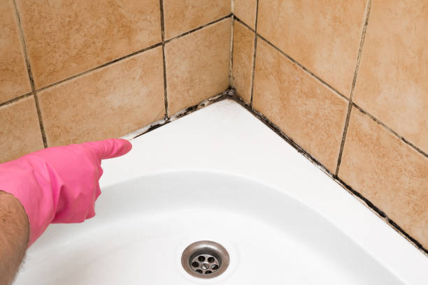 Best Black Mold Remediation in Kekoskee, WI